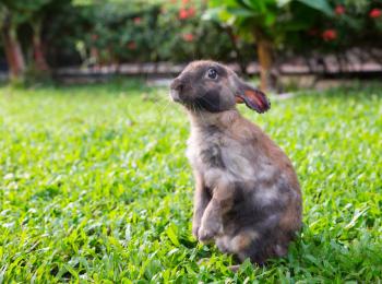 Brown little rabbit standing on hind legs in the garden on the green grass