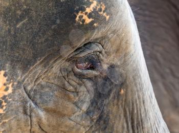 face close-up of an African elephant