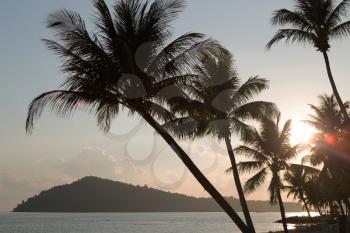 silhouettes of palm trees at sunset on the sea background