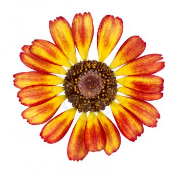 Yellow with red chrysanthemum. Isolate on white background. Close-up.