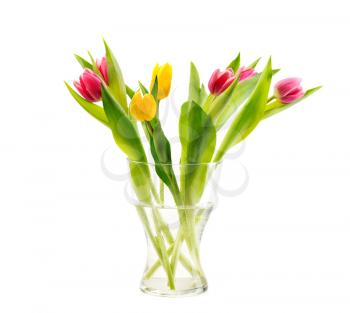 Bunch of tulips in the vase, isolate on white background