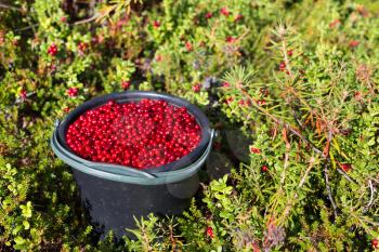 Plastic bucket with cranberries stands on the edge of berries in the forest