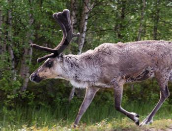 Wild young deer running in a forest close up in profile.