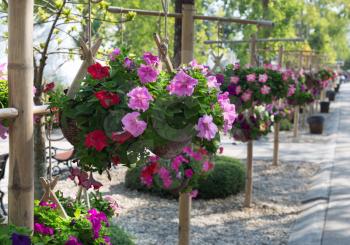 Pretty pink and purple flowers in hanging basket