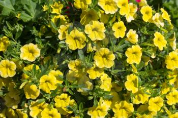 Background of yellow flowers and greenery.