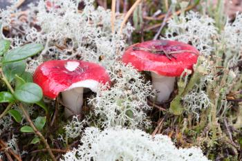 russula mushrooms in the woods, in the moss