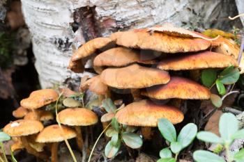 Family of mushrooms growing on a birch