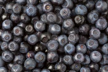 background blueberries