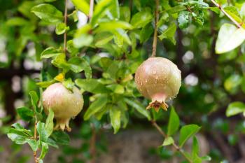 Pomegranate fruit growing on the green branches