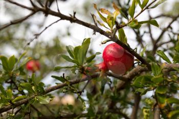 Shallow depth of field photo of ripe pomegranate fruit on tree branch