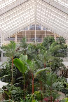 Botanical Garden inside the palm under the glass roof, Thailand.
