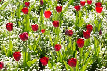 Background of growing tulips on the background color.