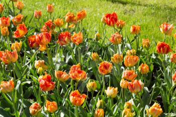 Flowers tulips in the park Keukenhof in the Netherlands.