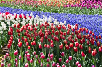 Flowers in the park Keukenhof in the Netherlands.