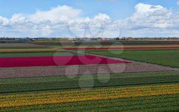Tulip farm. Beautiful outdoor scenery in Netherlands, Europe