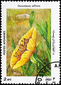 AFGHANISTAN - CIRCA 1985: A Stamp printed in AFGHANISTAN shows image of a Oenothera affinis, from the series Flowers, circa 1985