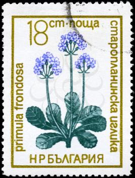 BULGARIA - CIRCA 1972: A Stamp printed in BULGARIA shows image of a Primrose with the description Primula frondosa, from the series Protected Plants, circa 1972
