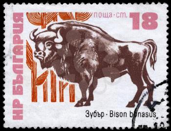 BULGARIA - CIRCA 1973: A Stamp printed in BULGARIA shows the image of European Bison with the inscription Bison bonasus, circa 1973