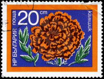 BULGARIA - CIRCA 1974: A Stamp printed in BULGARIA shows image of a Carnation, from the series Flowers, circa 1974