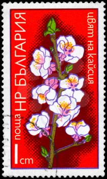 BULGARIA - CIRCA 1975: A Stamp shows image of a Apricot from the series Fruit Tree Blossoms, circa 1975