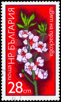 BULGARIA - CIRCA 1975: A Stamp shows image of a Peach from the series Fruit Tree Blossoms, circa 1975