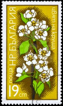 BULGARIA - CIRCA 1975: A Stamp shows image of a Pear from the series Fruit Tree Blossoms, circa 1975