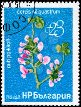 BULGARIA - CIRCA 1976: A Stamp printed in BULGARIA shows image of a Judas Tree with the description Cercis siliquastrum, series, circa 1976