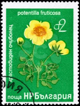 BULGARIA - CIRCA 1976: A Stamp printed in BULGARIA shows image of a Shrubby Cinquefoil with the description Potentilla fruticosa, series, circa 1976