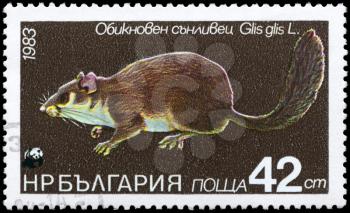 BULGARIA - CIRCA 1983: A Stamp printed in BULGARIA shows image of a Dormouse with the description Glis glis from the series Various bats and rodents, circa 1983