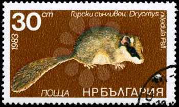 BULGARIA - CIRCA 1983: A Stamp printed in BULGARIA shows image of a Forest Dormouse with the description Dryomys nitedula from the series Various bats and rodents, circa 1983