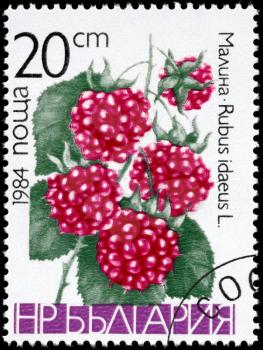 BULGARIA - CIRCA 1984: A Stamp printed in BULGARIA shows image of a Raspberries Rubus idaeus, from the series Berries, circa 1984