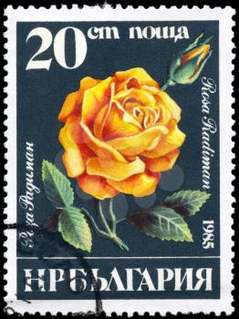 BULGARIA - CIRCA 1985: A Stamp printed in BULGARIA shows image of a Rose Rosa radiman, from the series Roses, circa 1985