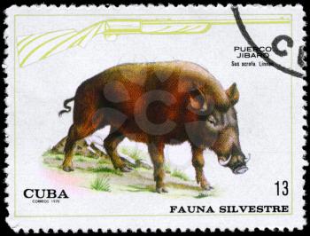 CUBA - CIRCA 1970: A Stamp shows image of a Wild Boar with the designation Sus scrofa from the series Wildlife, circa 1970