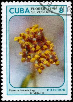 CUBA - CIRCA 1974: A Stamp printed in CUBA shows image of a Flaveria linearis, from the series Wildflowers, circa 1974