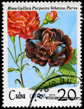 CUBA - CIRCA 1979: A Stamp shows image of a purple Rose with the inscription 
rosa gallica purpurea velutina, parva, series, circa 1979