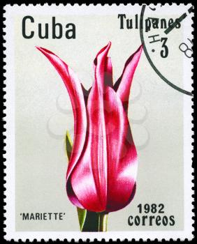 CUBA - CIRCA 1982: A Stamp shows image of a Tulip with the inscription Mariette, from the series Tulips, circa 1982