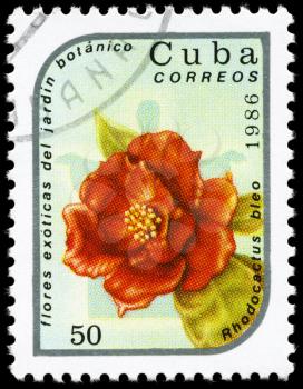 CUBA - CIRCA 1986: A Stamp printed in CUBA shows image of a Rhodocactus bleo, from the series Exotic flowers in the Botanical Gardens, circa 1986