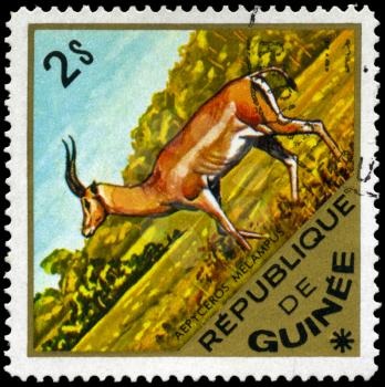 GUINEA - CIRCA 1975: A Stamp shows image of a Impala with the inscription aepyceros melampus, series, circa 1975