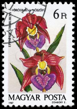HUNGARY - CIRCA 1987: A Stamp printed in HUNGARY shows image of a Epipactis atrorubens, from the series Orchids, circa 1987