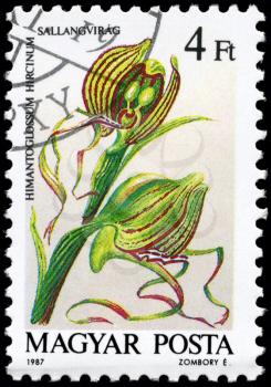 HUNGARY - CIRCA 1987: A Stamp printed in HUNGARY shows image of a Himantoglossum hircinum, from the series Orchids, circa 1987