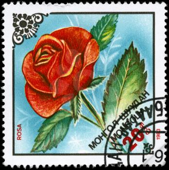 MONGOLIA - CIRCA 1983: A Stamp printed in MONGOLIA shows image of a Rose, from the series Local Flowers, circa 1983