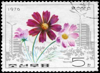 NORTH KOREA - CIRCA 1976: A Stamp printed in NORTH KOREA shows image of a Cosmos, from the series Flowers, circa 1976