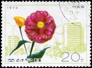 NORTH KOREA - CIRCA 1976: A Stamp printed in NORTH KOREA shows image of a Zinnia, from the series Flowers, circa 1976