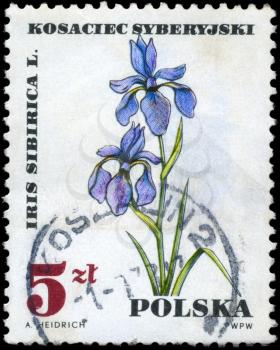 POLAND - CIRCA 1967: A Stamp shows image of a Siberian Iris with the inscription Iris sibirica L., circa 1967
