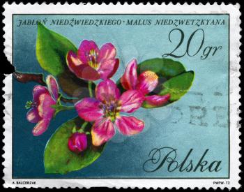 POLAND - CIRCA 1972: A Stamp printed in POLAND shows image of a Apple Blossoms with the description Niedzwieckis apple, series, circa 1972