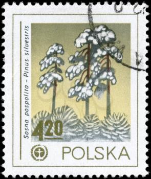 POLAND - CIRCA 1978: A Stamp printed in POLAND shows the Human Environment Emblem and Scots Pine, series, circa 1978