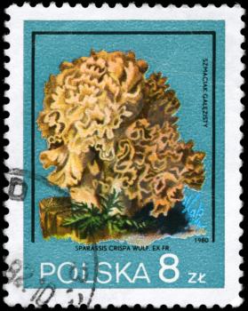 POLAND - circa 1980: A Stamp printed in POLAND shows the Sparassis crispa, series, circa 1980