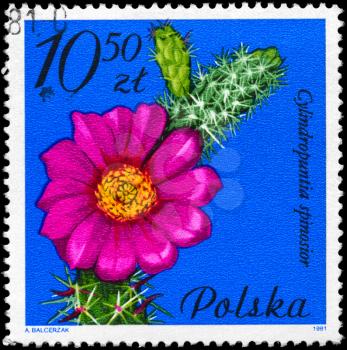 POLAND - CIRCA 1981: A Stamp shows image of a Cane Cholla with the designation Cylindropuntia spinosior from the series Flowering Succulent Plants, circa 1981
