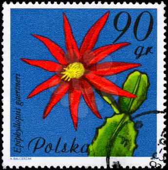 POLAND - CIRCA 1981: A Stamp shows image of a Epiphyllopsis with the designation Epiphyllopsis gaertneri from the series Flowering Succulent Plants, circa 1981