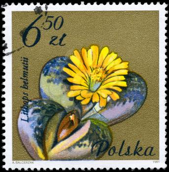POLAND - CIRCA 1981: A Stamp shows image of a Lithops with the designation Lithops helmutii from the series Flowering Succulent Plants, circa 1981